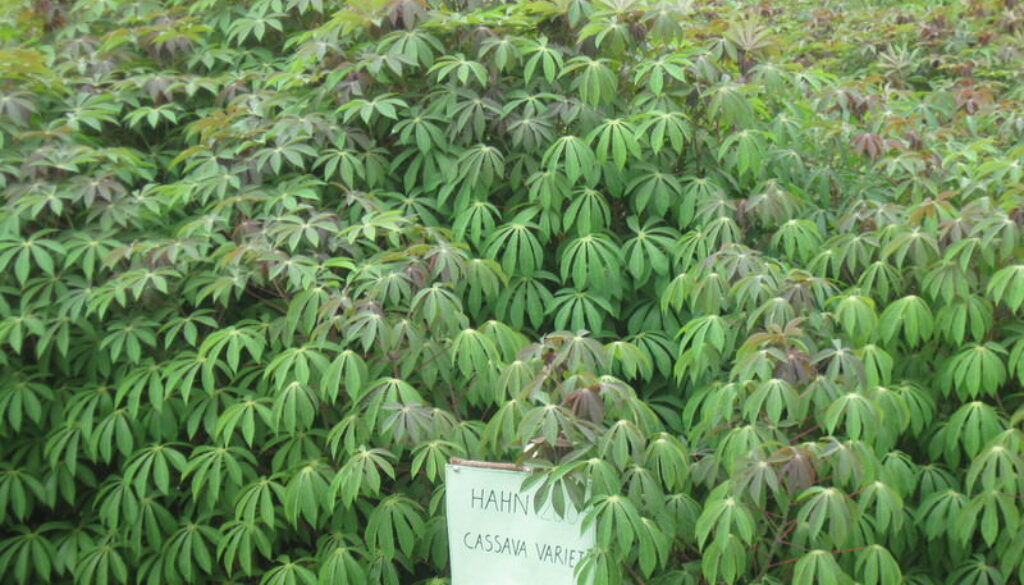 Improved cassava variety