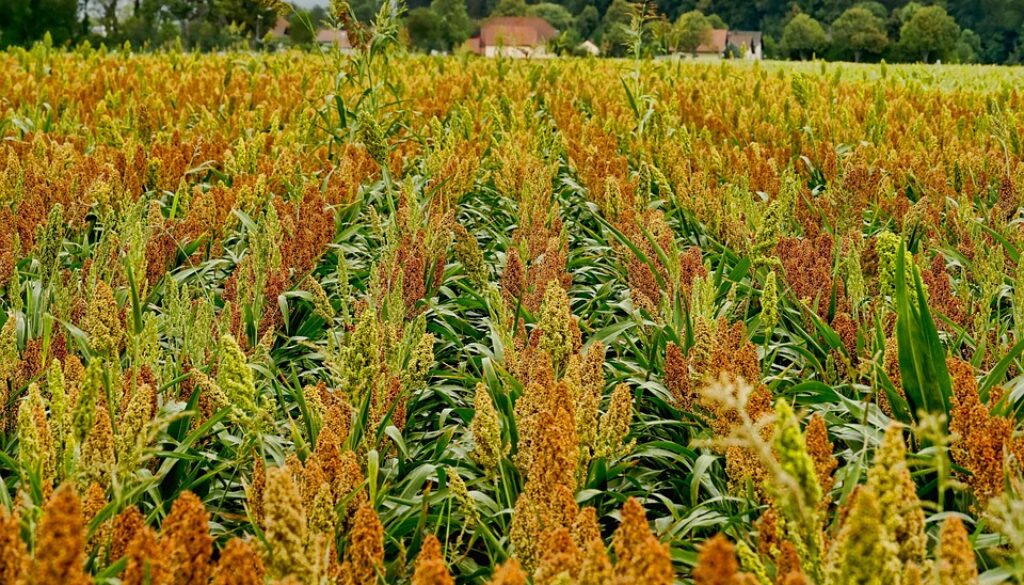 field-3624849_960_720