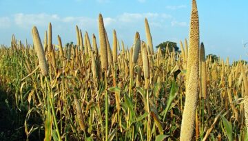 pearl-millet-204099_640